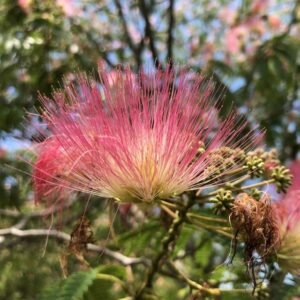 Acacia de Constantinopla