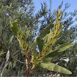 Acacia trinervis