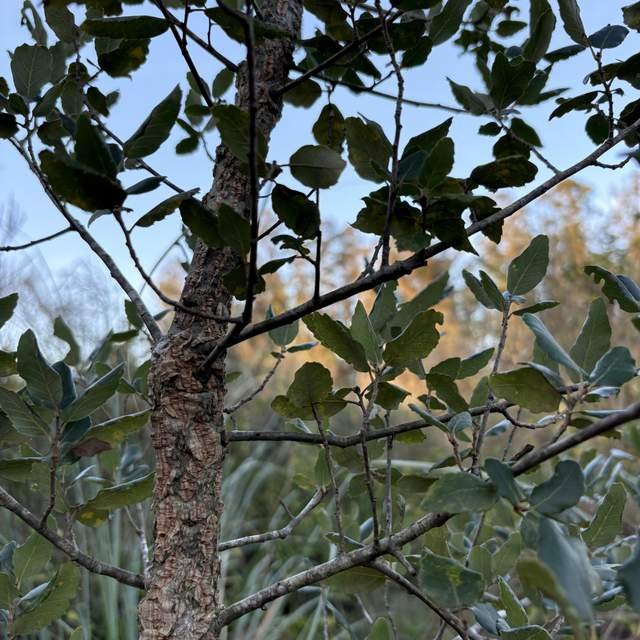 Alcornoque - Imagen 2