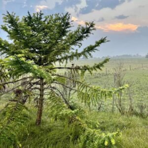 Araucaria bidwillii