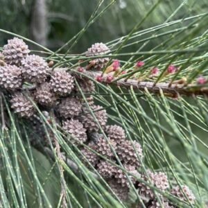 Casuarina