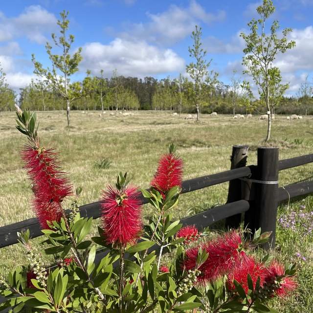 Cepillo rojo - Imagen 2