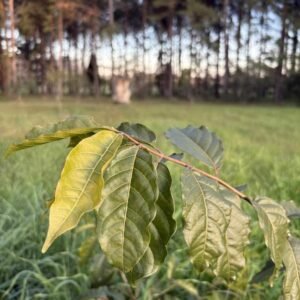 Combretum