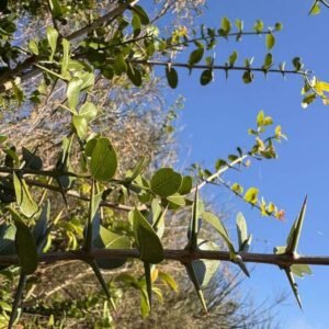 Coronilla
