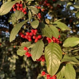 Cotoneaster