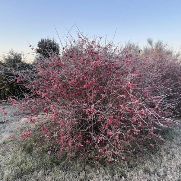 Membrillo de jardín - Imagen 3