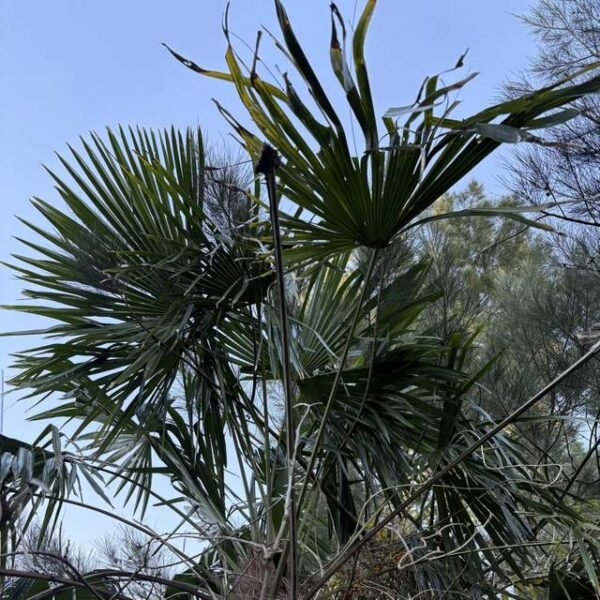 Palmera de abanico chino - Imagen 2