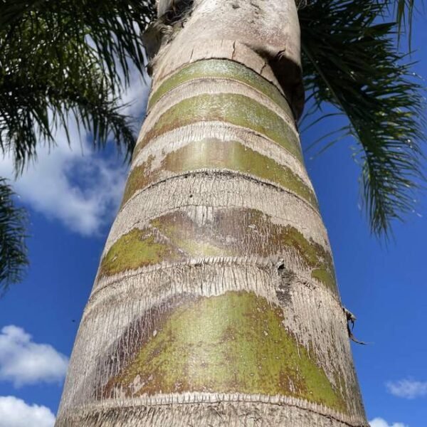 Palmera pindó - Imagen 2