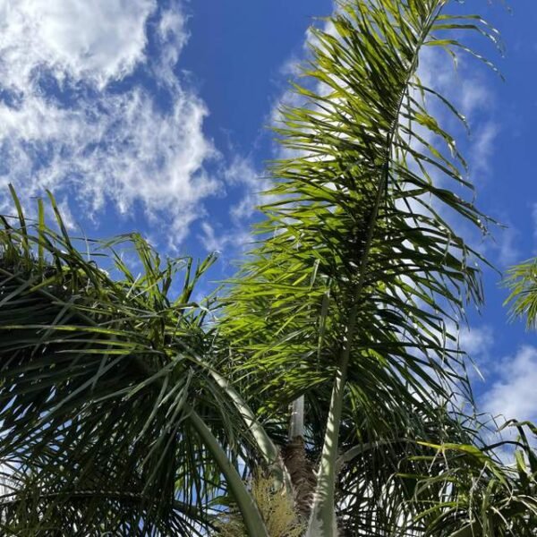 Palmera pindó - Imagen 3