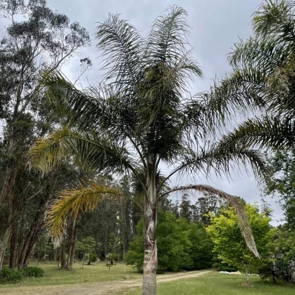 Palmera pindó - Imagen 4
