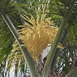 Palmera pindó