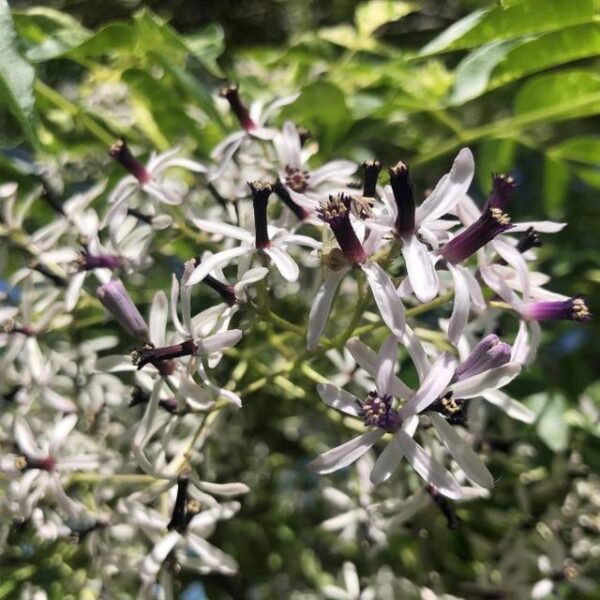 Paraíso variegado - Imagen 2