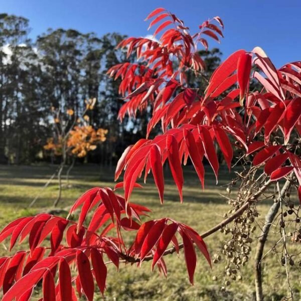 Rhus