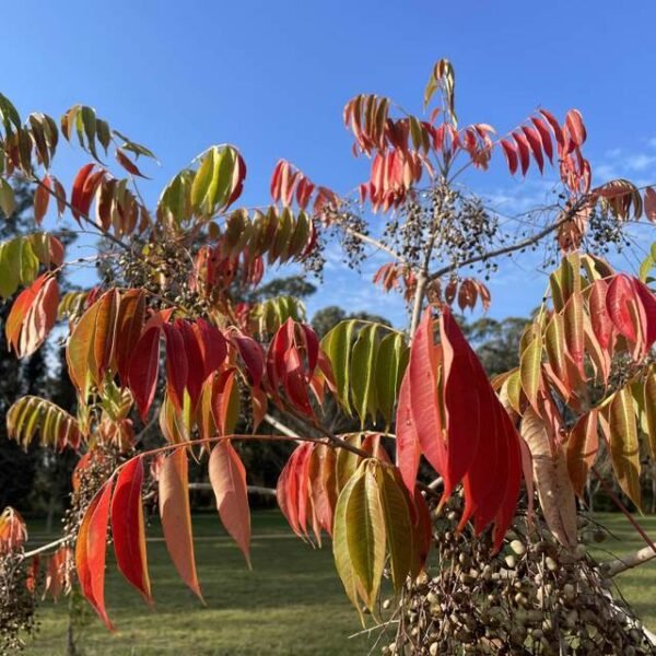 Rhus - Imagen 2