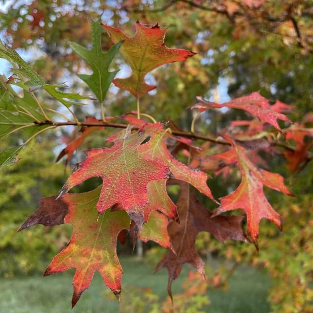 Roble de los pantanos - Imagen 2