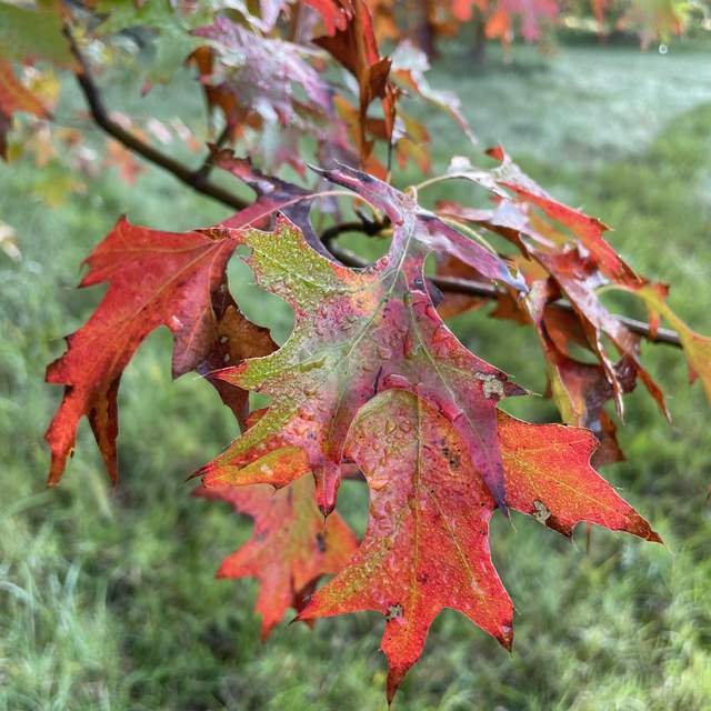 Roble de los pantanos - Imagen 3