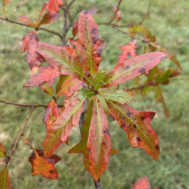 Roble laurel - Imagen 3