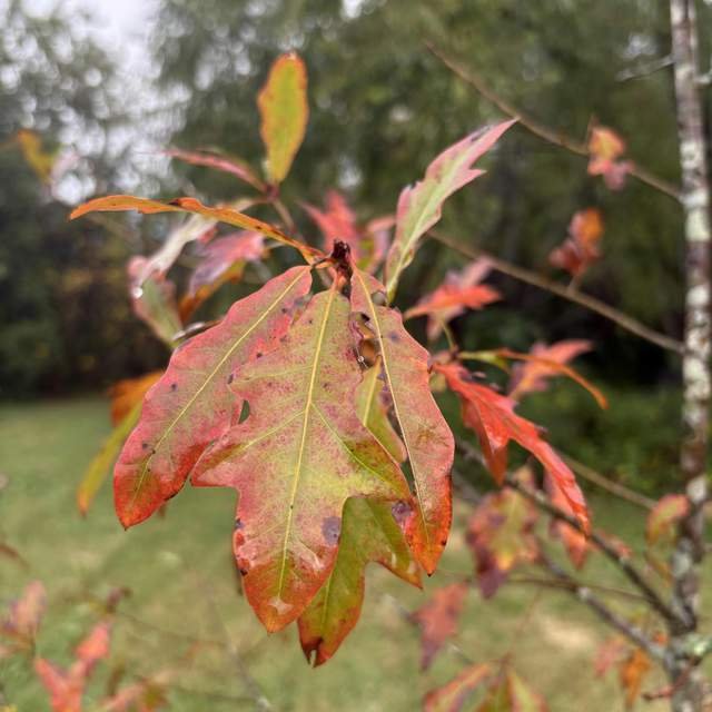 Roble laurel - Imagen 2