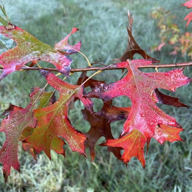 Roble de los pantanos