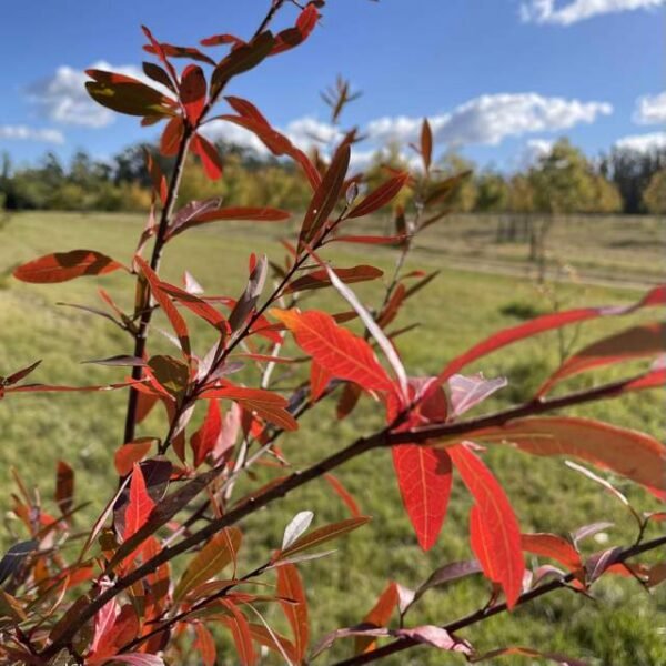 Sarandí colorado - Imagen 5